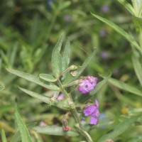 Angelonia salicariifolia Bonpl.